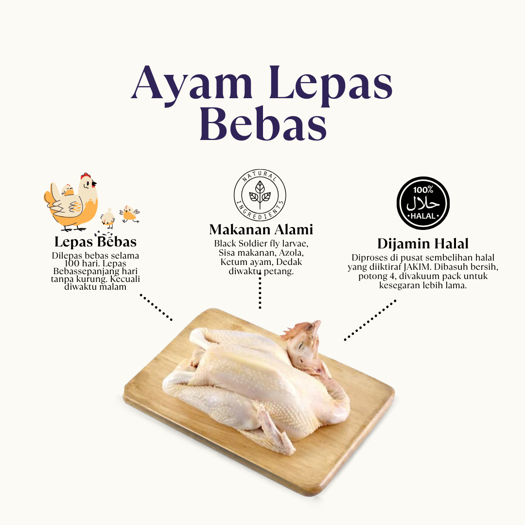 Ayam Kampung Lepas Bebas